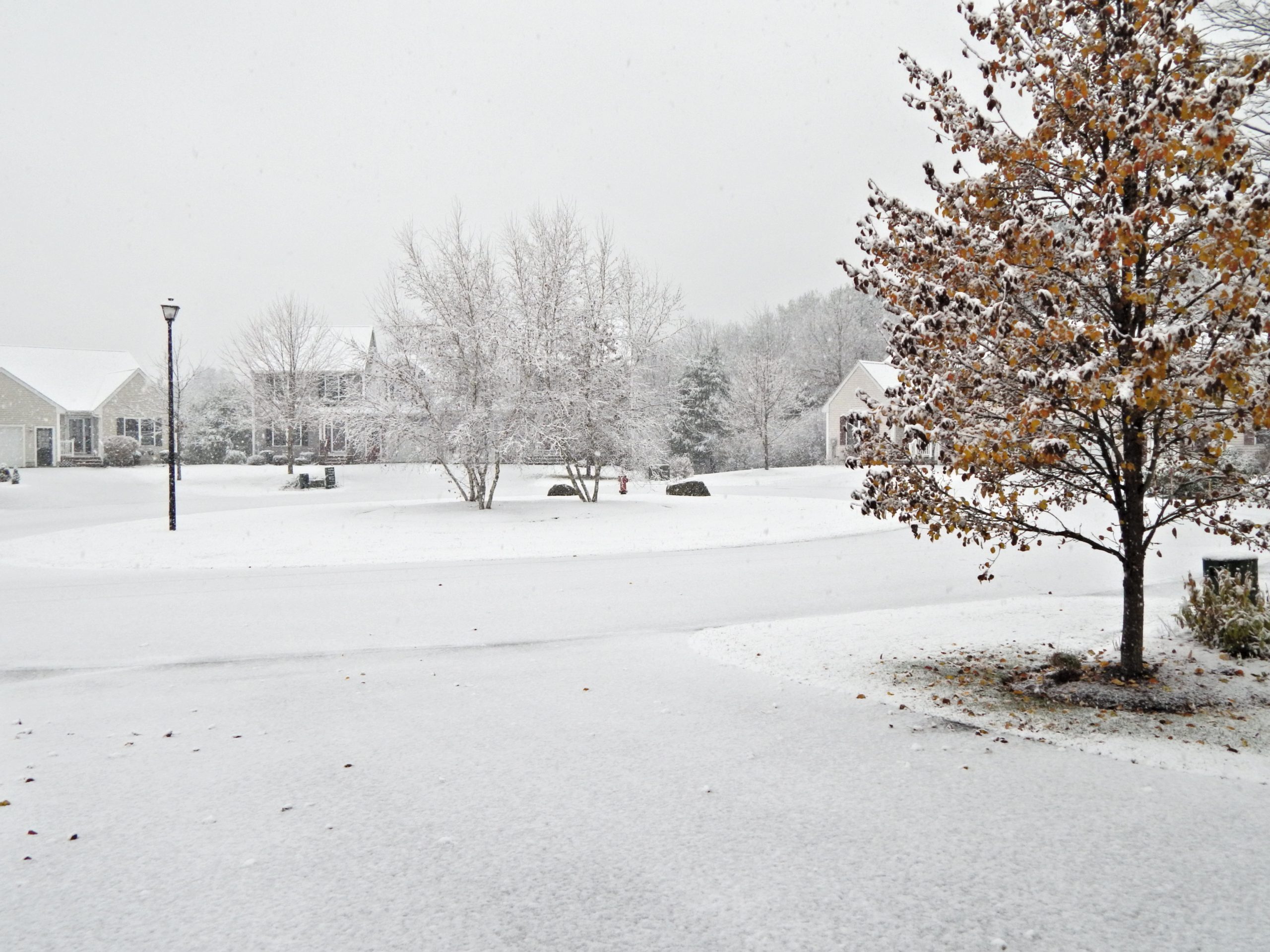 Thanksgiving 2014 Sapphirefoxx Beyond